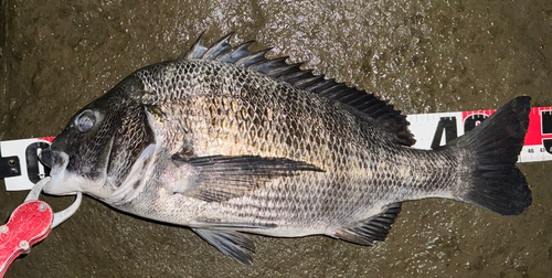 チヌの釣果