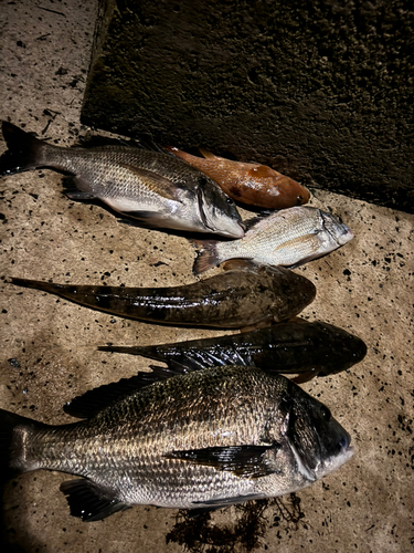 クロダイの釣果