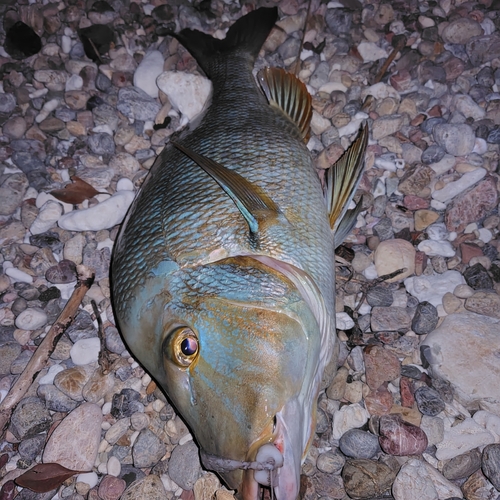 タマンの釣果