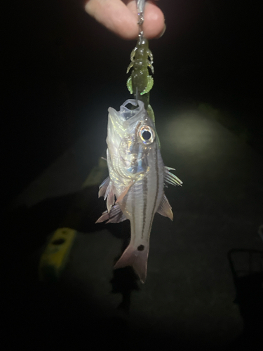 ネンブツダイの釣果