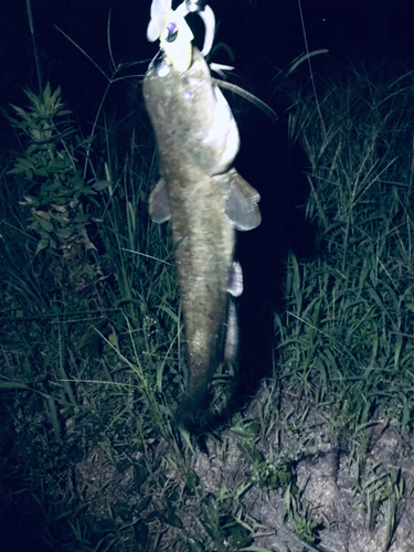 マナマズの釣果