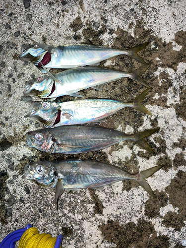 アジの釣果