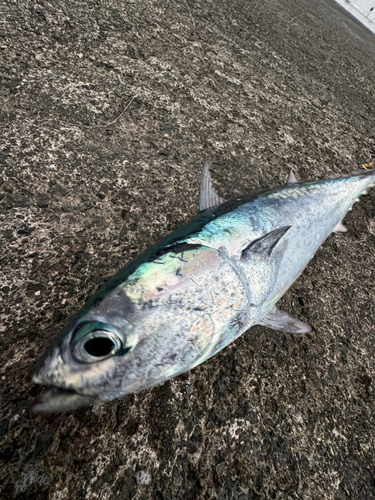 ソウダガツオの釣果