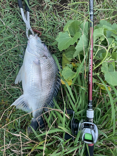 キビレの釣果