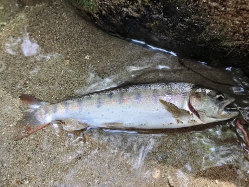 ヤマメの釣果