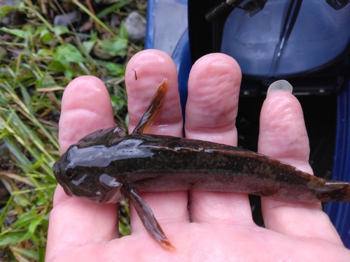 カジカの釣果