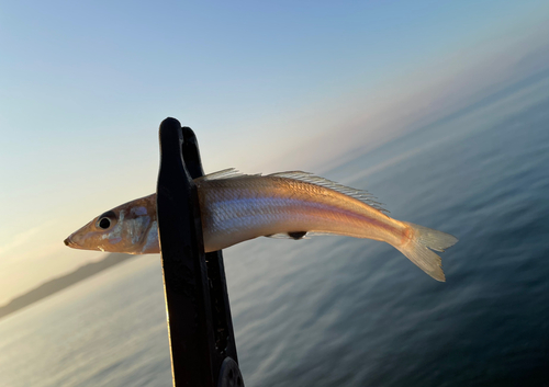 キスの釣果