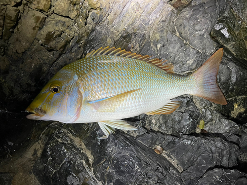 ハマフエフキの釣果