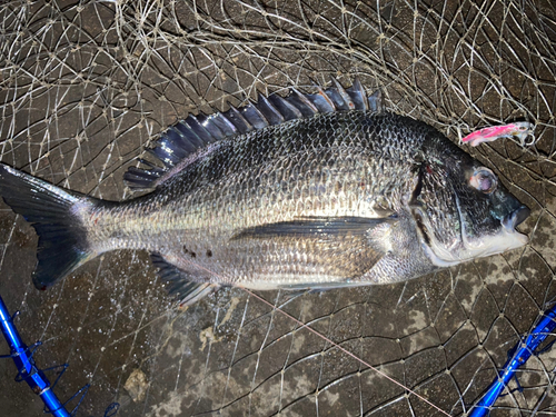 クロダイの釣果