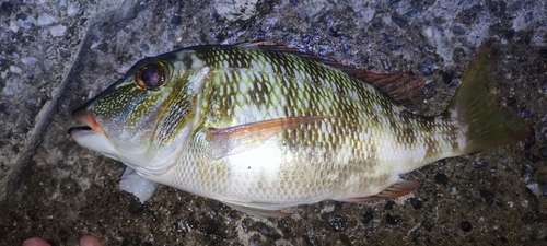 クチナジの釣果