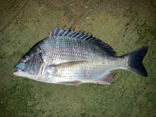 クロダイの釣果