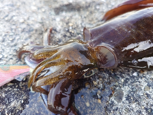 アオリイカの釣果