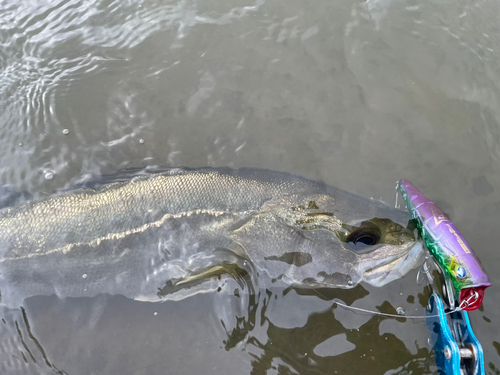 スズキの釣果