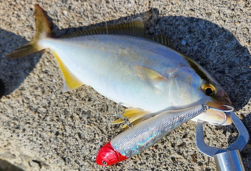 カンパチの釣果