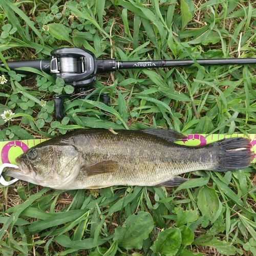 ラージマウスバスの釣果