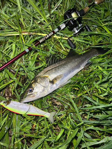 シーバスの釣果