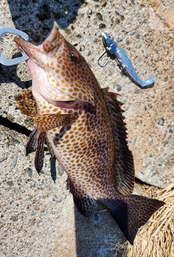 オオモンハタの釣果