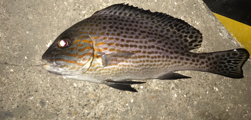 コロダイの釣果