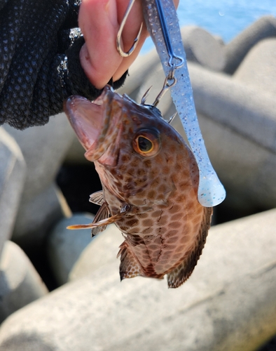 オオモンハタの釣果