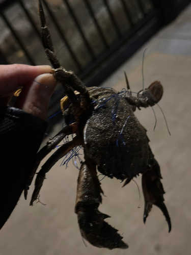 カニの釣果