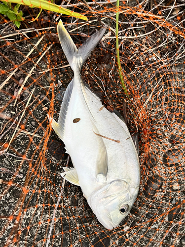 カスミアジの釣果