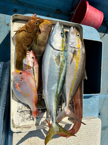 シオの釣果