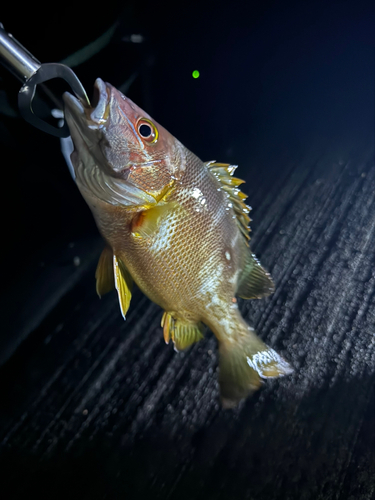 シブダイの釣果