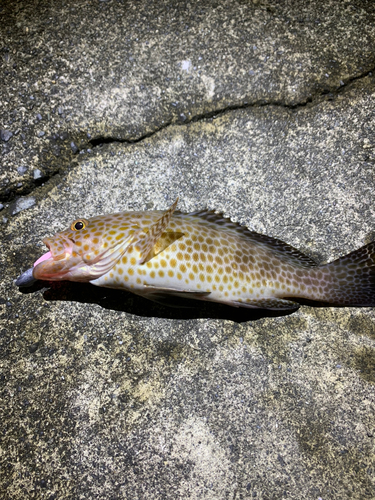 オオモンハタの釣果