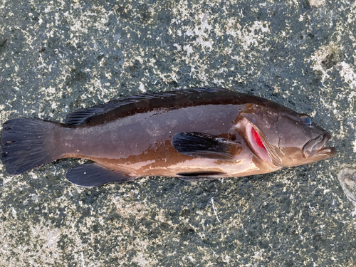 クエの釣果