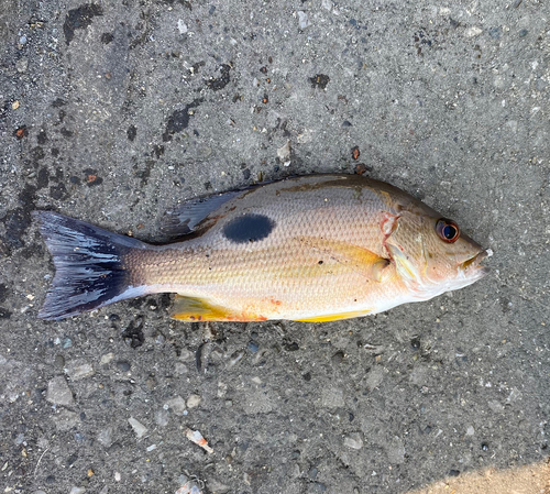 クロホシフエダイの釣果