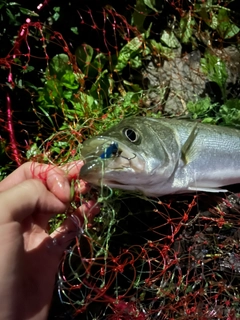 フッコ（マルスズキ）の釣果