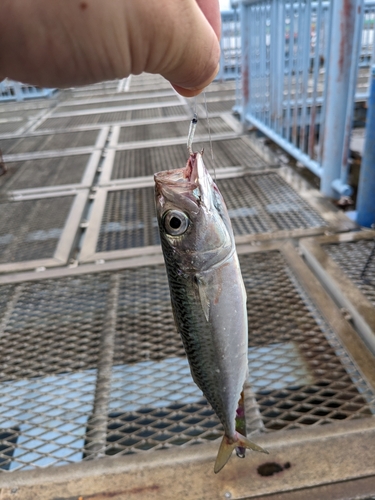 サバの釣果