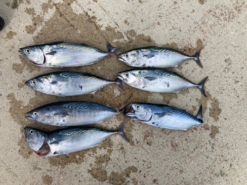 カツオの釣果