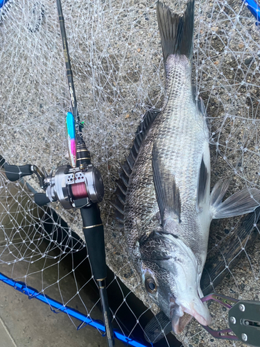 クロダイの釣果