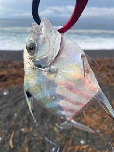 イトヒキアジの釣果