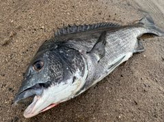 チヌの釣果