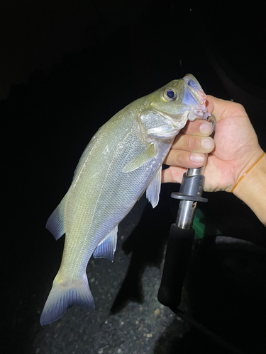 セイゴ（ヒラスズキ）の釣果