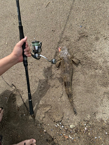 マゴチの釣果