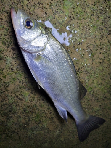 セイゴ（マルスズキ）の釣果