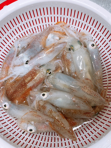 ベイカの釣果