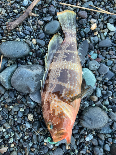 アオハタの釣果