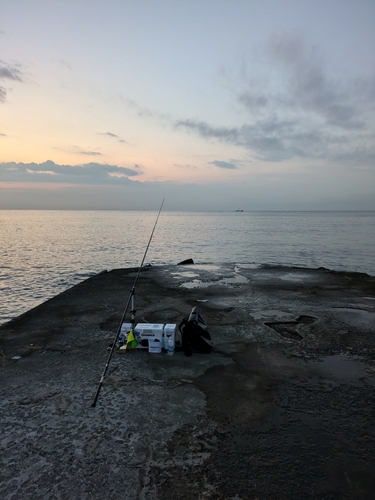 マアジの釣果