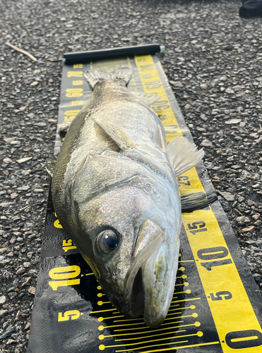 シーバスの釣果