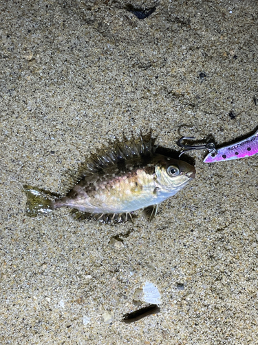 アイゴの釣果