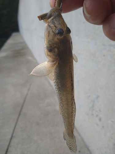 ハゼの釣果