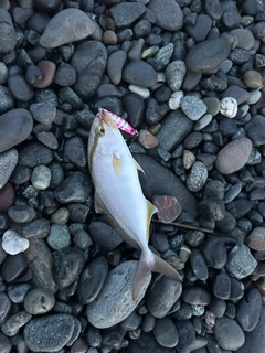 ショゴの釣果