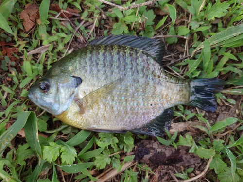 ブルーギルの釣果