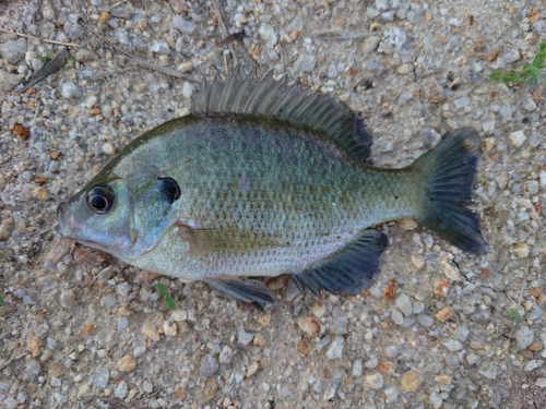 ブルーギルの釣果