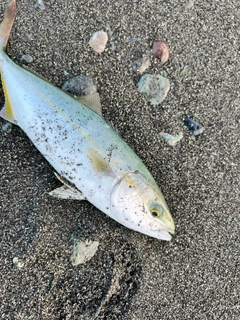 ワカシの釣果