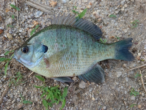 ブルーギルの釣果